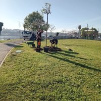 Projeto de Arborização